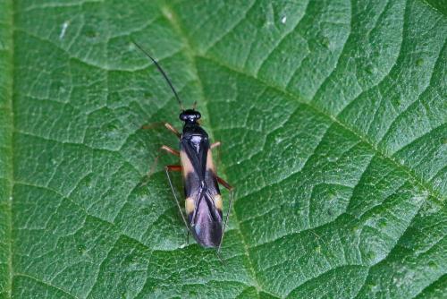 Globiceps flavomaculatus